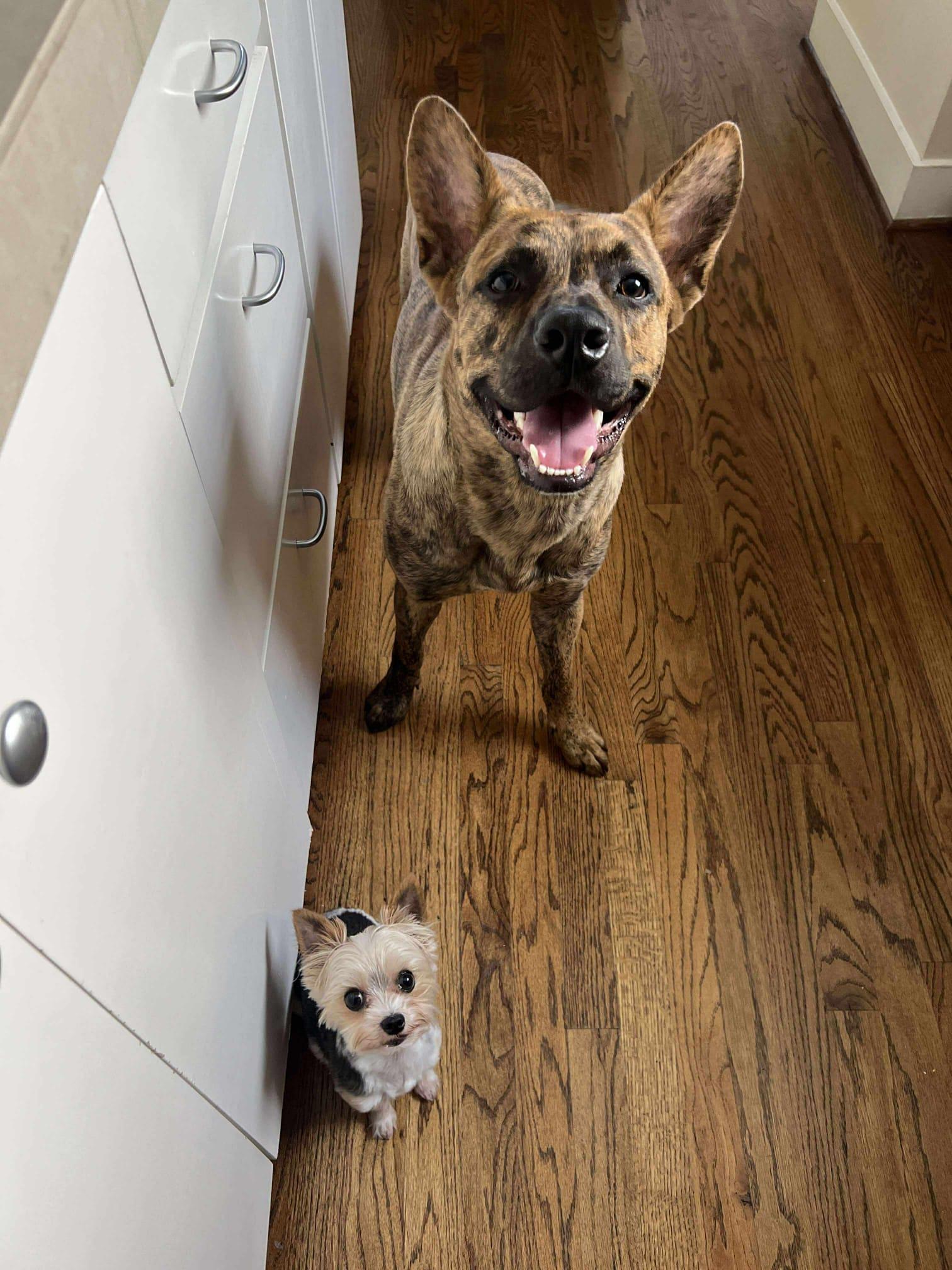 Tony, a Adoptable mixed breed in Yonkers, NY image 4/6