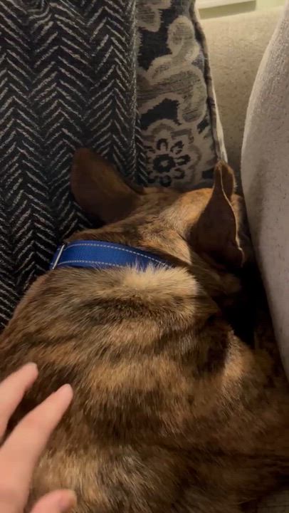 Enlarge Tony, a Adoptable mixed breed in Yonkers, NY video 6/6