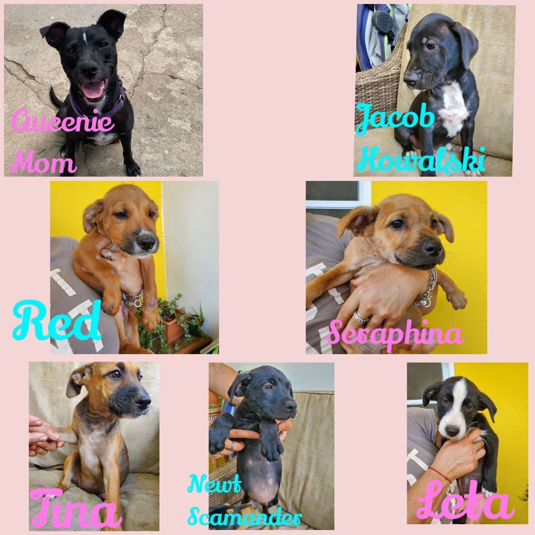 Jacob Kowalski, a Adopted mixed breed in Humacao, PR image 1/7