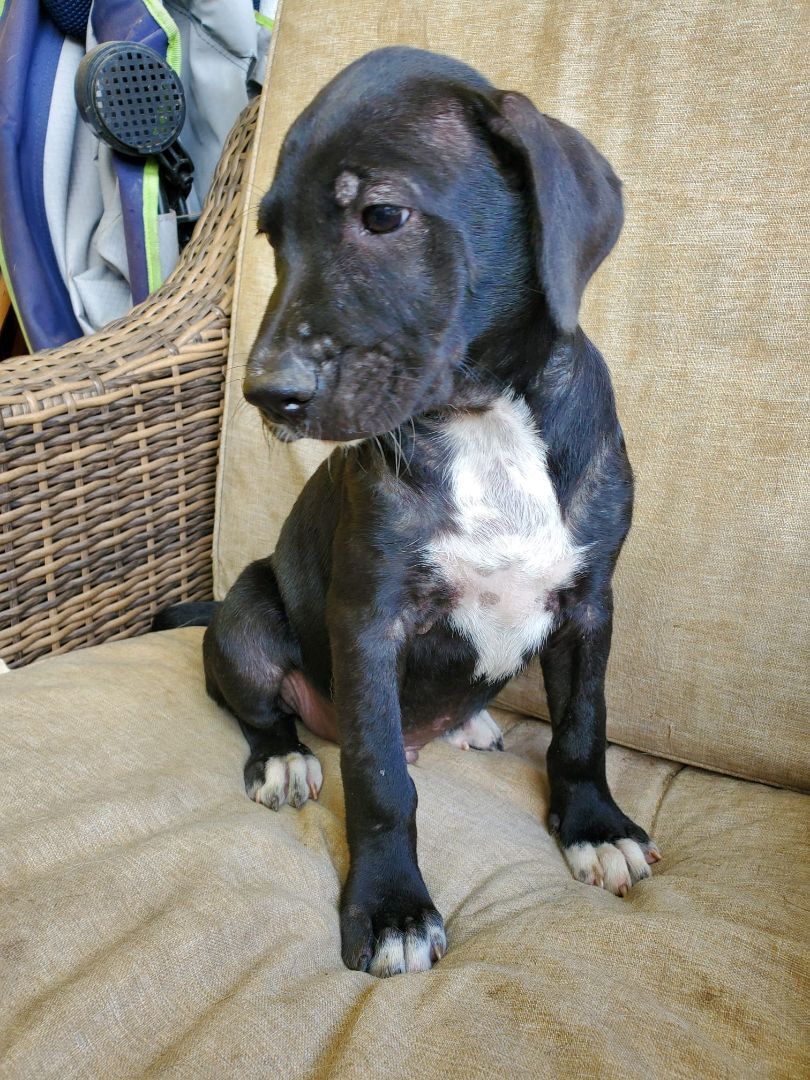 Jacob Kowalski, a Adopted mixed breed in Humacao, PR image 2/7