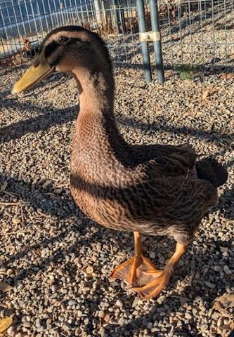 SVEN, Adoptable, Young Male Duck.