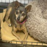 Enlarge Paris, an adopted mixed breed in Green Valley, AZ image 1/1