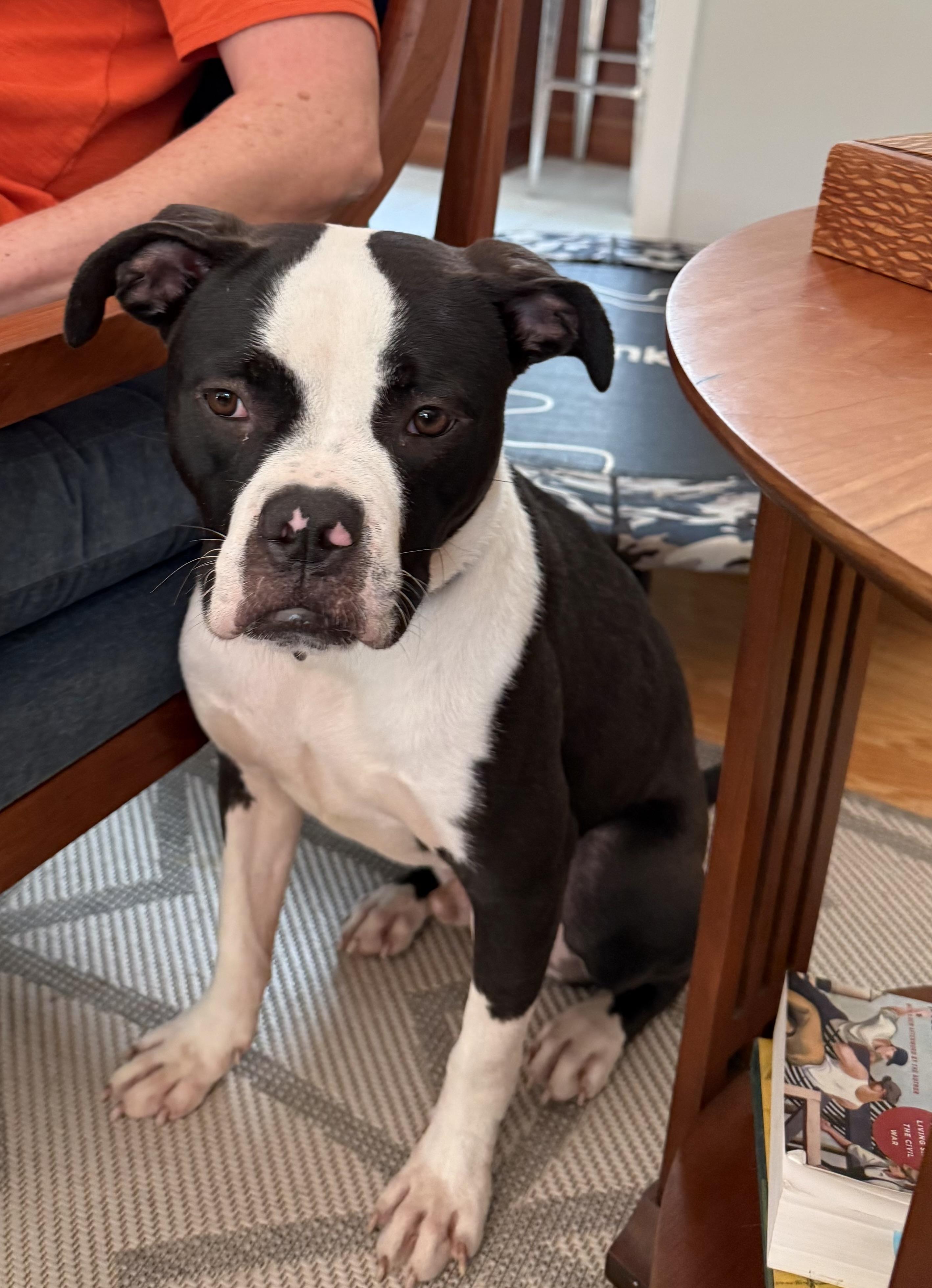 Enlarge Cane, an adopted mixed breed in chevy chase, MD image 2/6