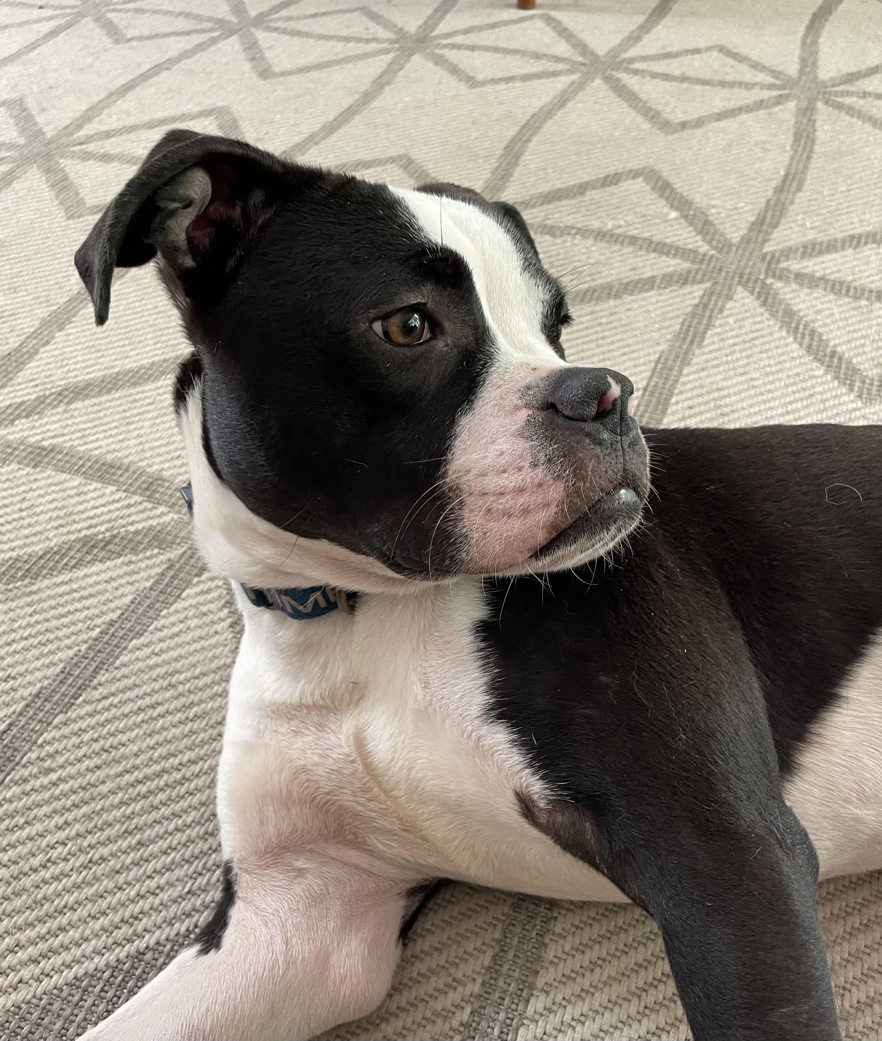 Enlarge Cane, an adopted mixed breed in chevy chase, MD image 1/6