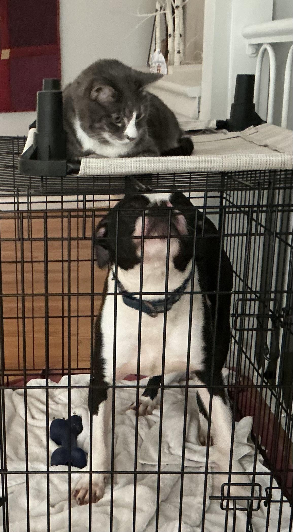 Enlarge Cane, an adopted mixed breed in chevy chase, MD image 4/6