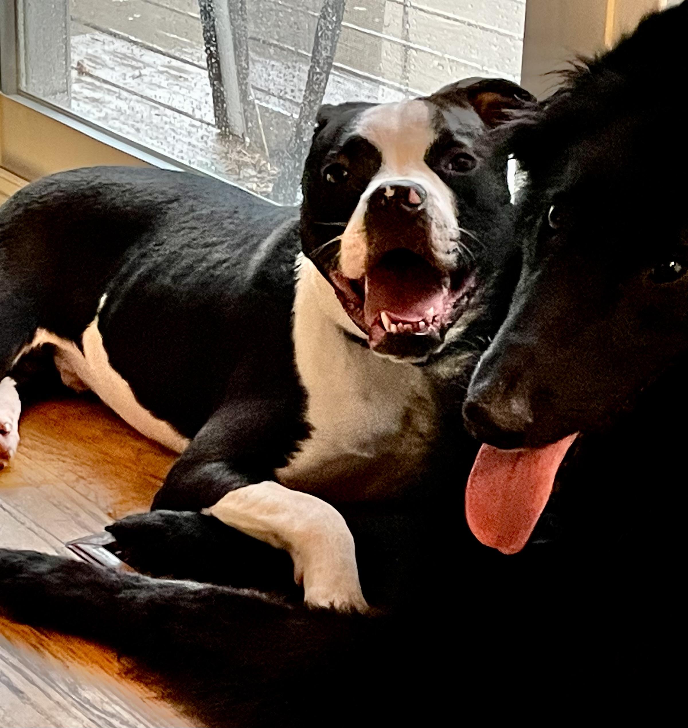 Enlarge Cane, an adopted mixed breed in chevy chase, MD image 5/6