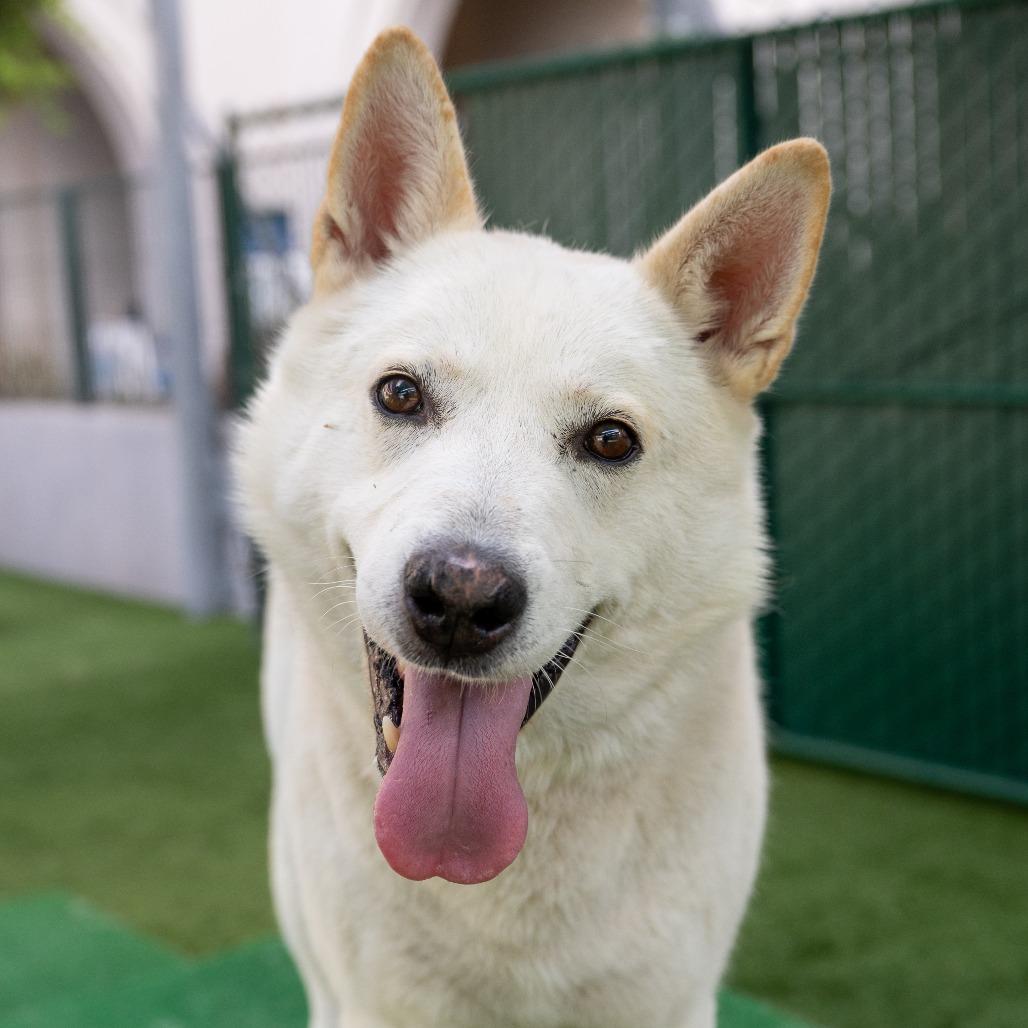 Jon Snow, Adoptable, Adult Male Siberian Husky.