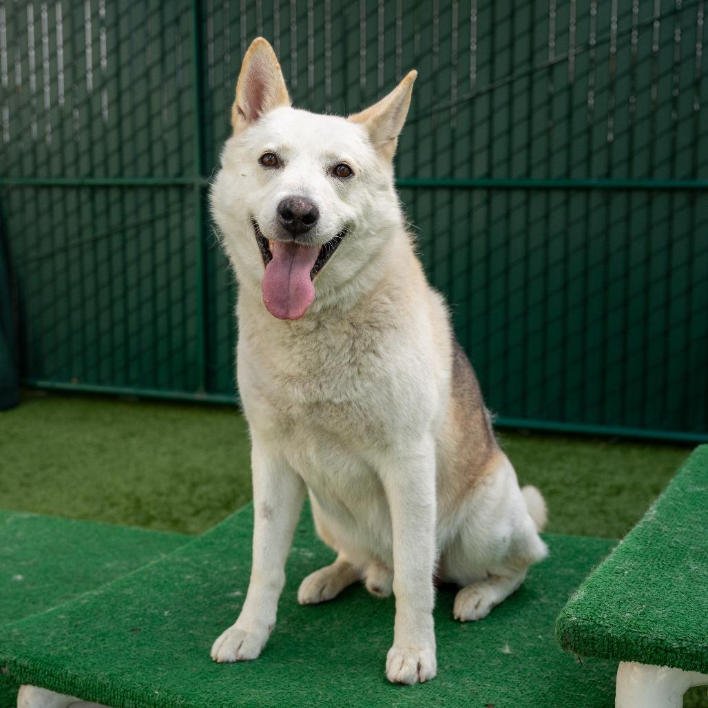 Enlarge Jon Snow, a Adoptable Siberian Husky in Pasadena, CA image 2/6