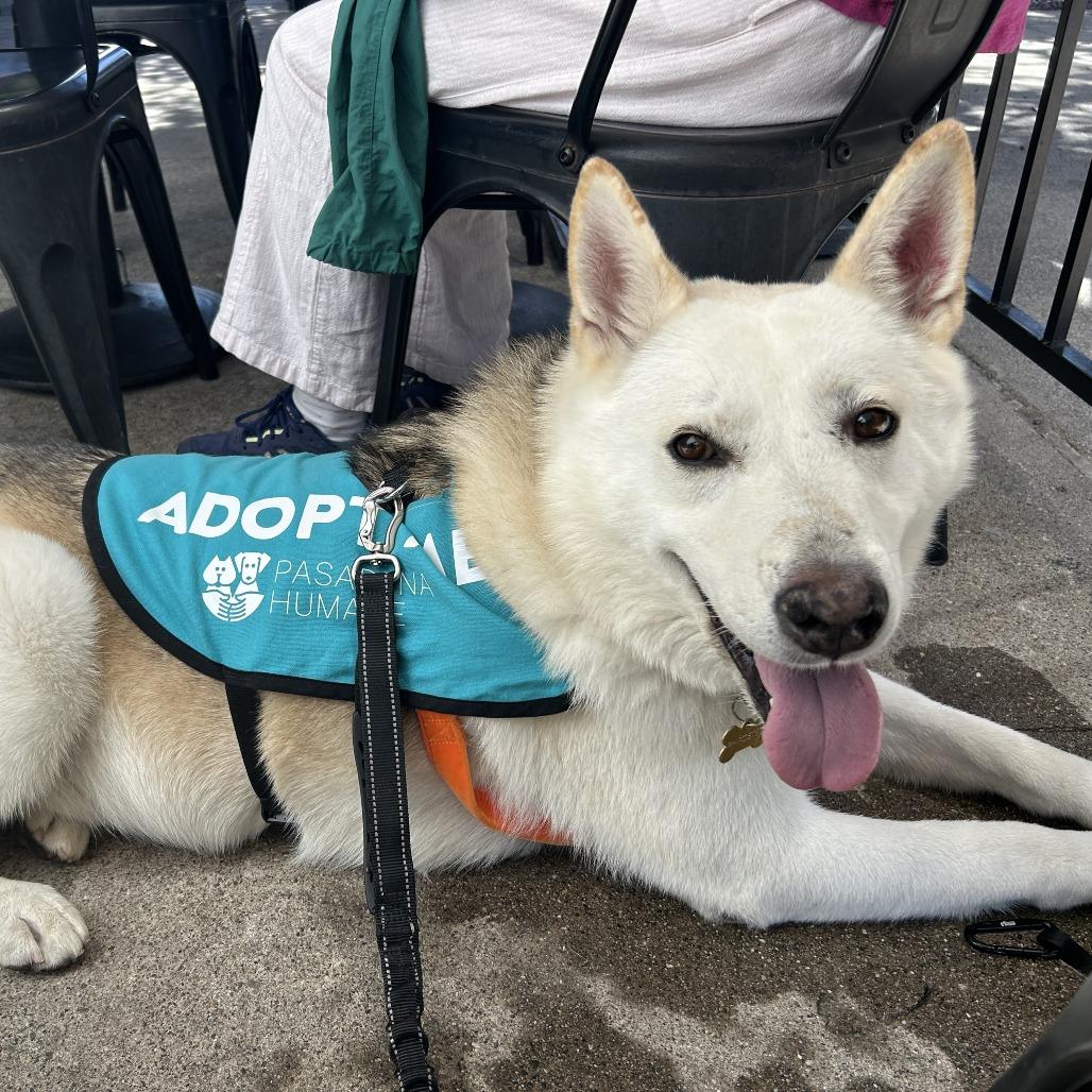 Enlarge Jon Snow, a Adoptable Siberian Husky in Pasadena, CA image 3/6
