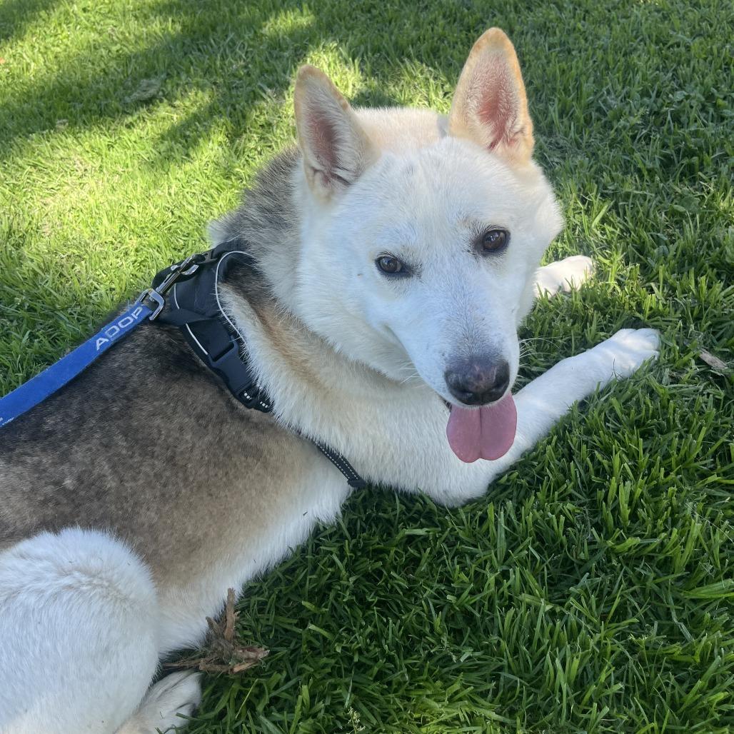 Enlarge Jon Snow, a Adoptable Siberian Husky in Pasadena, CA image 4/6