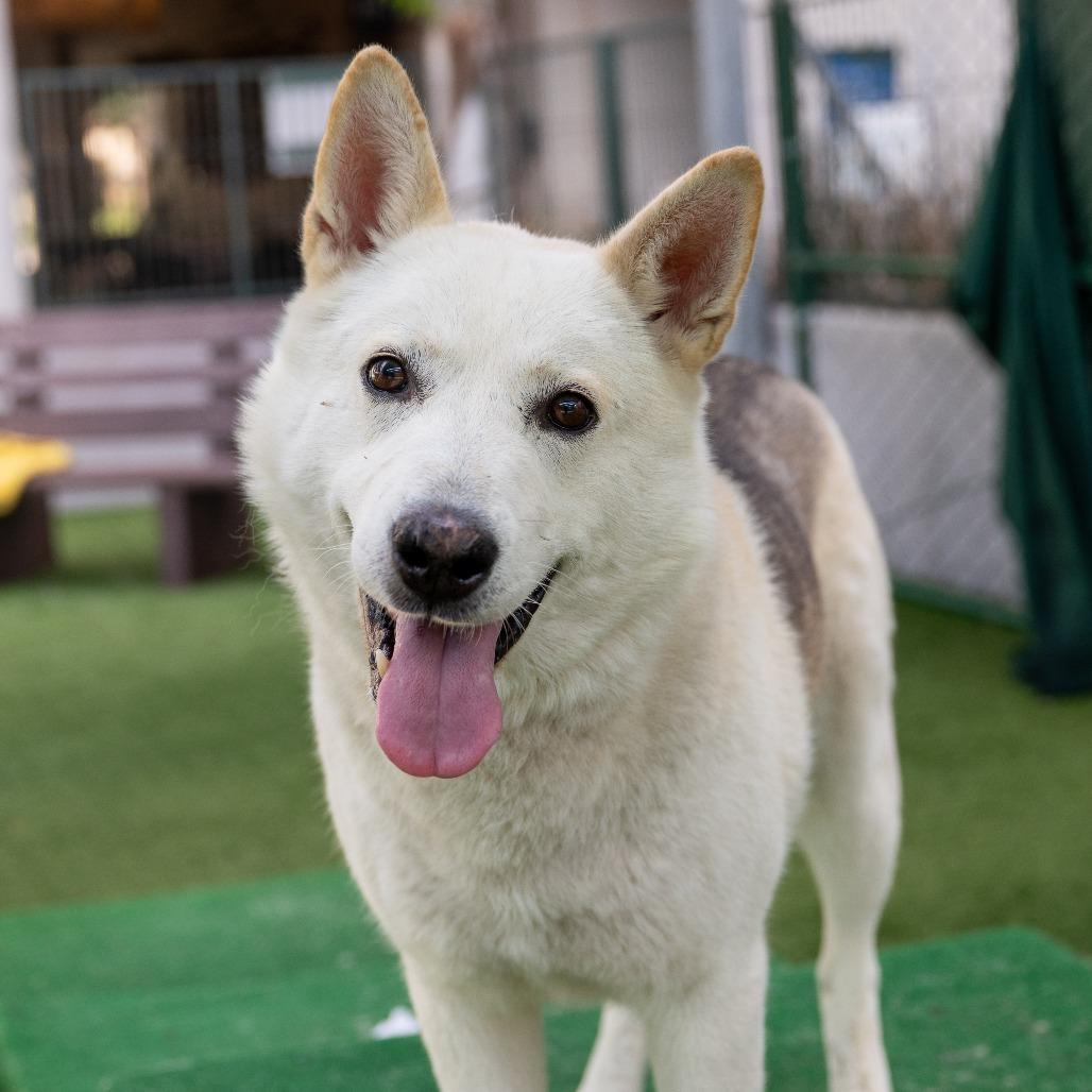 Enlarge Jon Snow, a Adoptable Siberian Husky in Pasadena, CA image 5/6