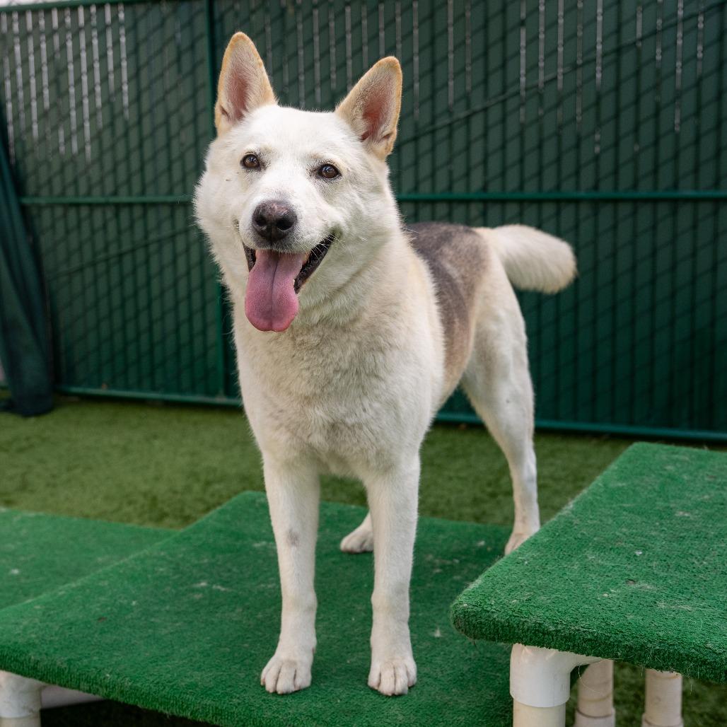 Enlarge Jon Snow, a Adoptable Siberian Husky in Pasadena, CA image 6/6
