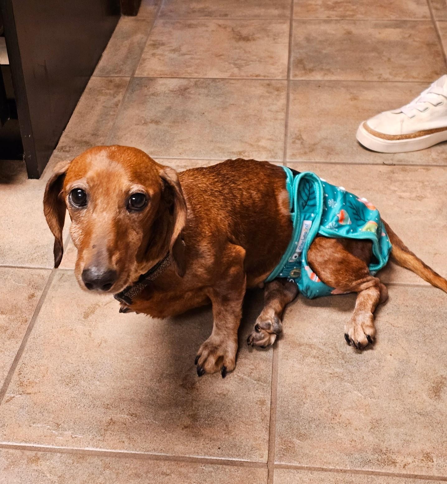 Daisy Mae in MD (Courtesy Listing), adopted, Adult Female Dachshund.