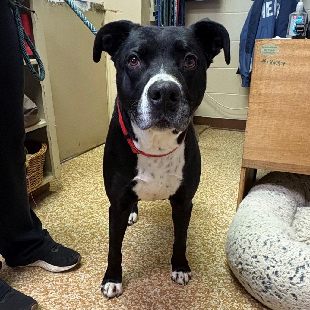 Spirit, Adoptable, Senior Male Black Labrador Retriever & Pit Bull Terrier.