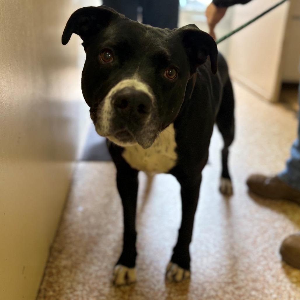 Enlarge Spirit, a Adoptable mixed breed in Chehalis, WA image 2/3