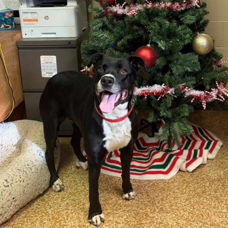 Enlarge Spirit, a Adoptable mixed breed in Chehalis, WA image 3/3