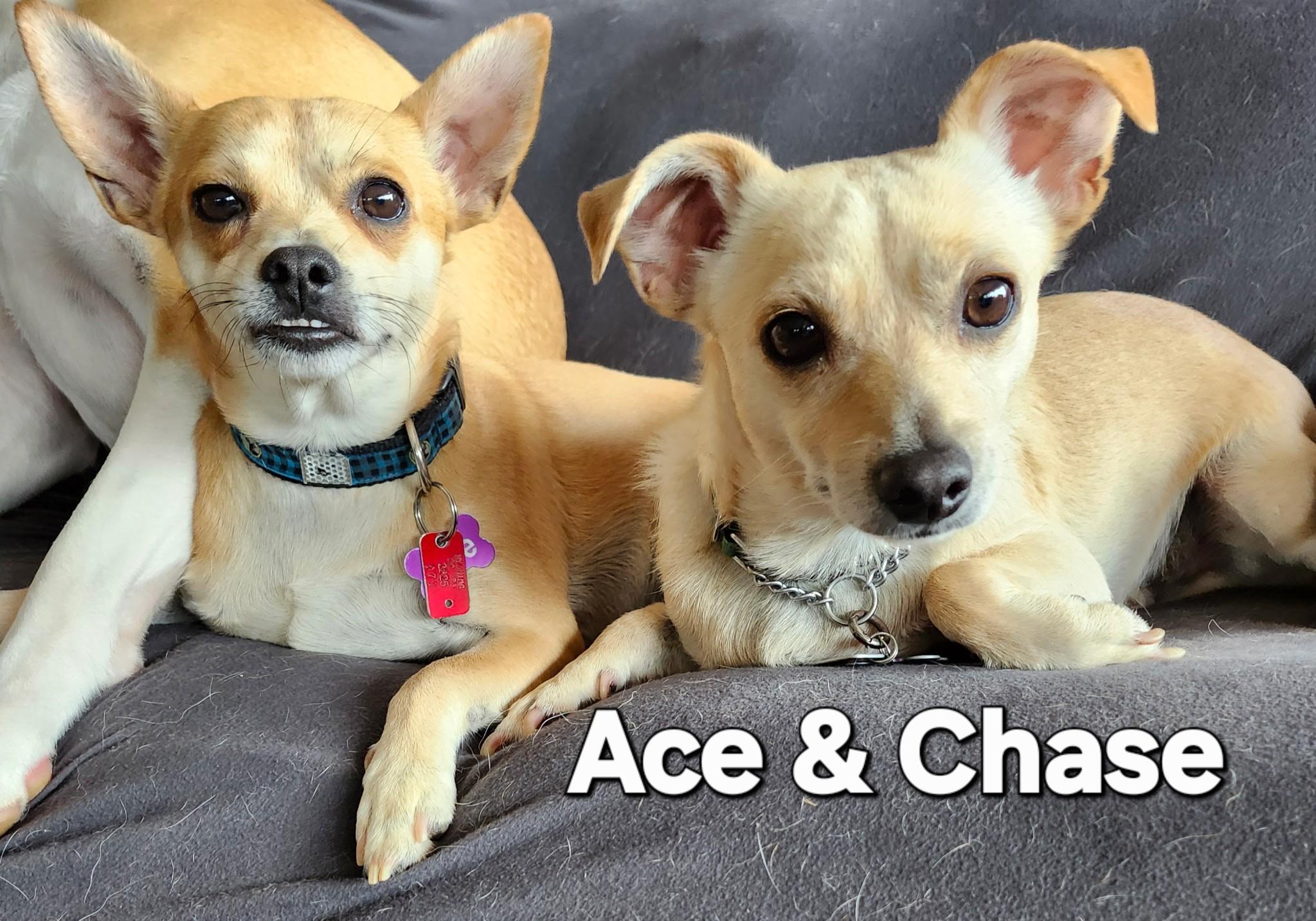 Ace & Chase 3 yr old dynamic bonded duo, Adopted, Young Male Chihuahua & Rat Terrier.