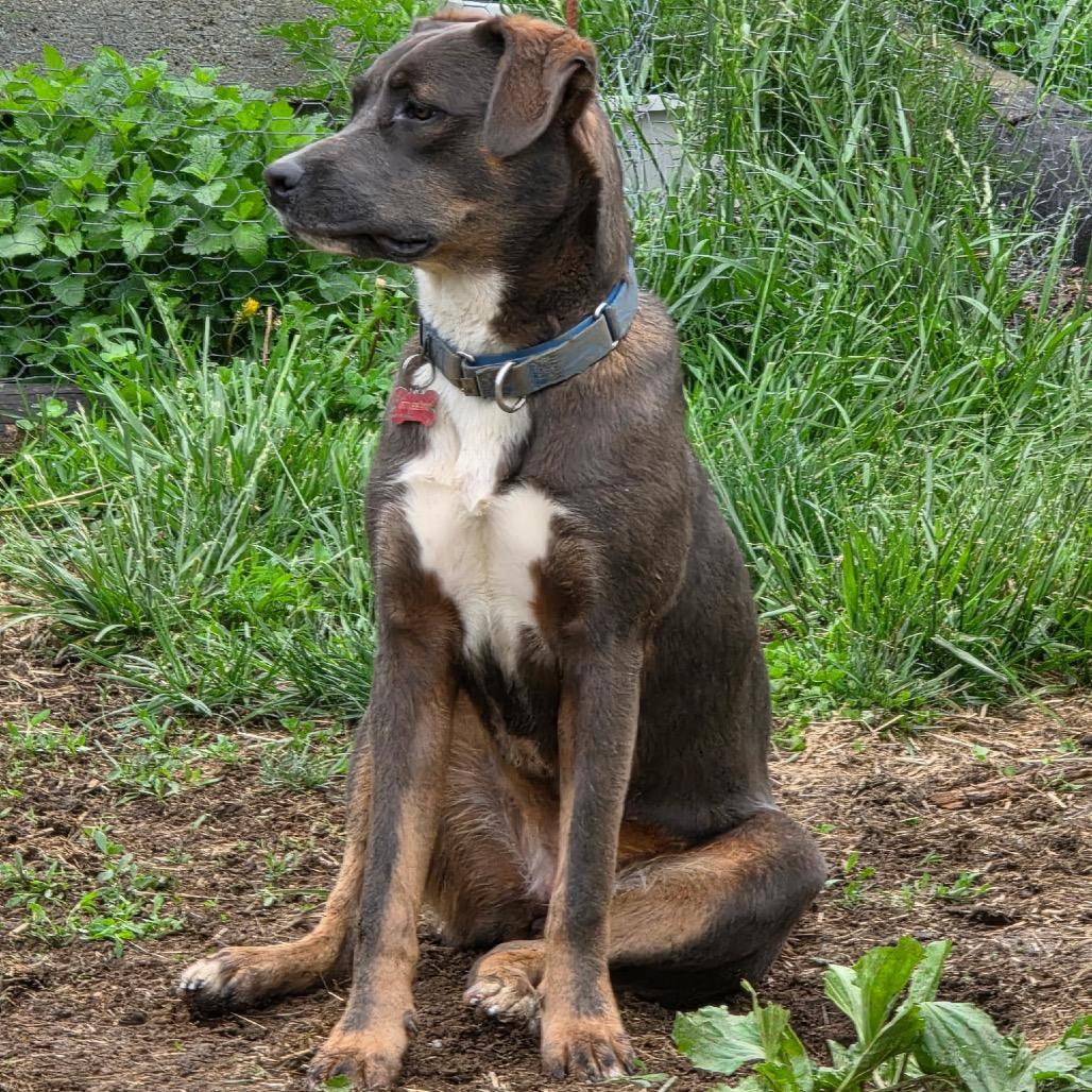 Enlarge Lady, a Adoptable mixed breed in Potomac, MD image 1/6