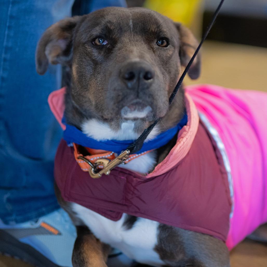 Enlarge Lady, a Adoptable mixed breed in Potomac, MD image 2/6