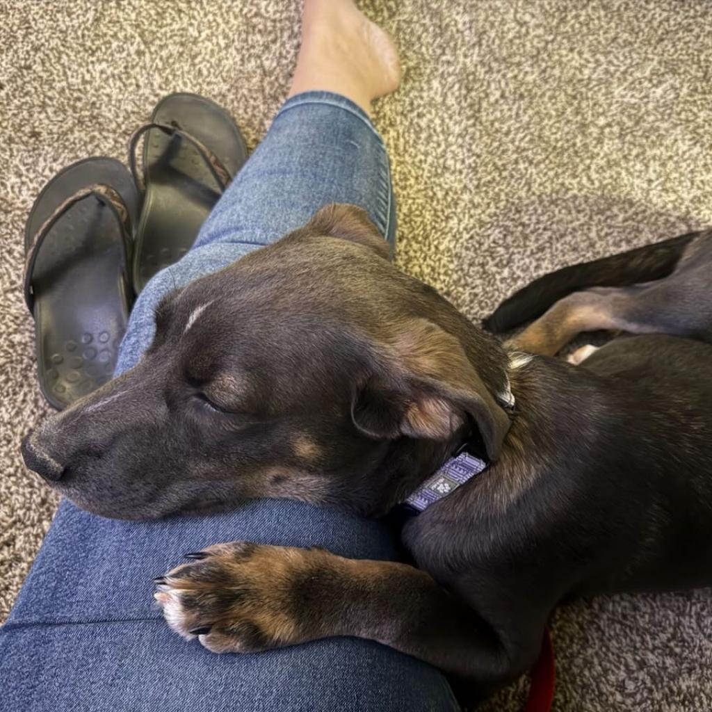 Enlarge Lady, a Adoptable mixed breed in Potomac, MD image 5/6