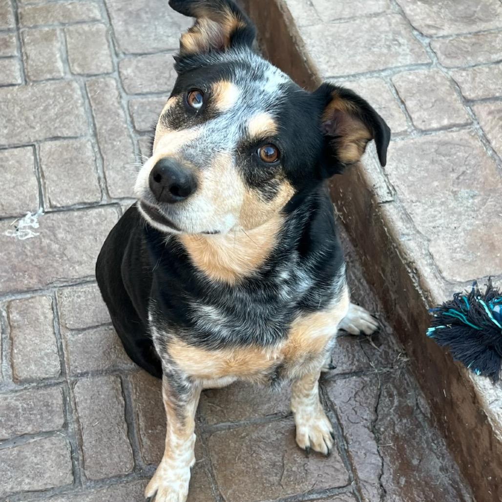 Sadee, Adoptable, Senior Female Labrador Retriever.