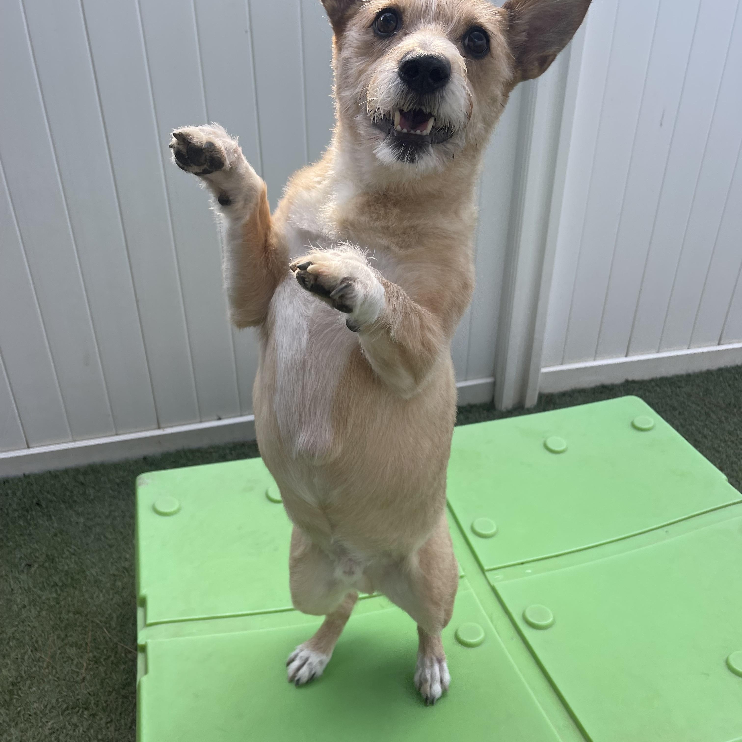 Enlarge Maxx, a ADOPTABLE mixed breed in Baton Rouge, LA image 2/6