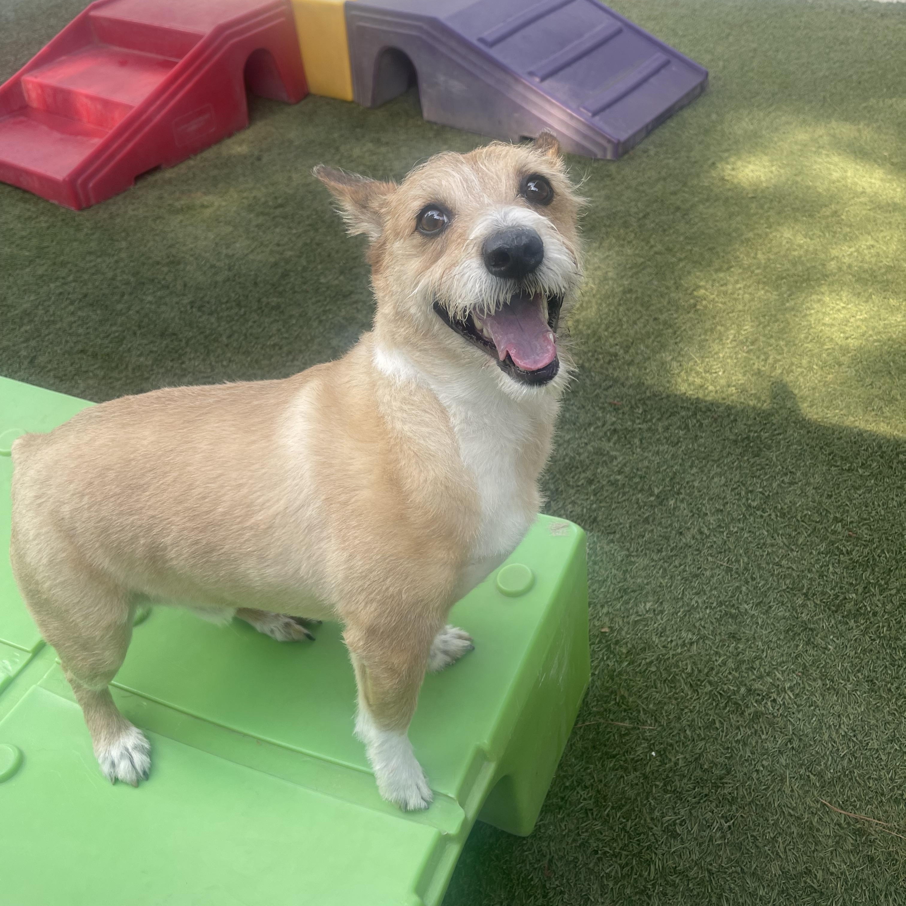 Enlarge Maxx, a ADOPTABLE mixed breed in Baton Rouge, LA image 4/6