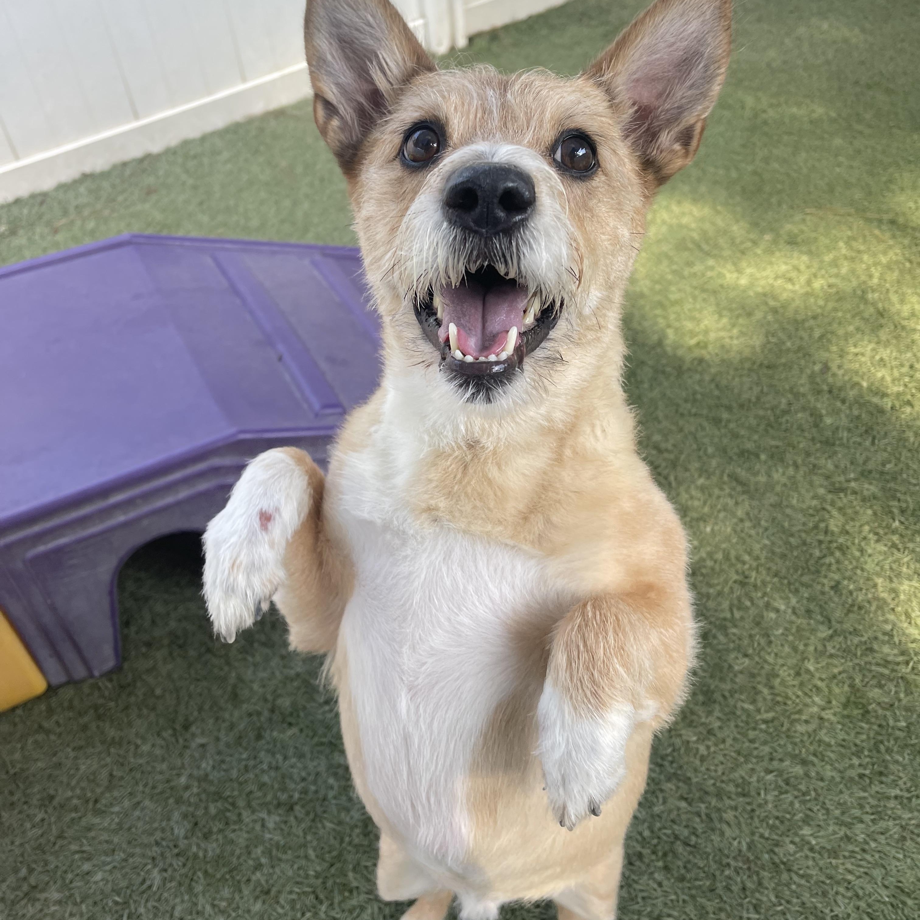 Maxx, ADOPTABLE, Adult Male Corgi.