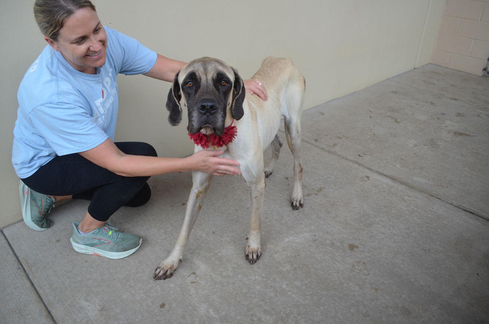 Nala, Adoptable, Young Female Mastiff.