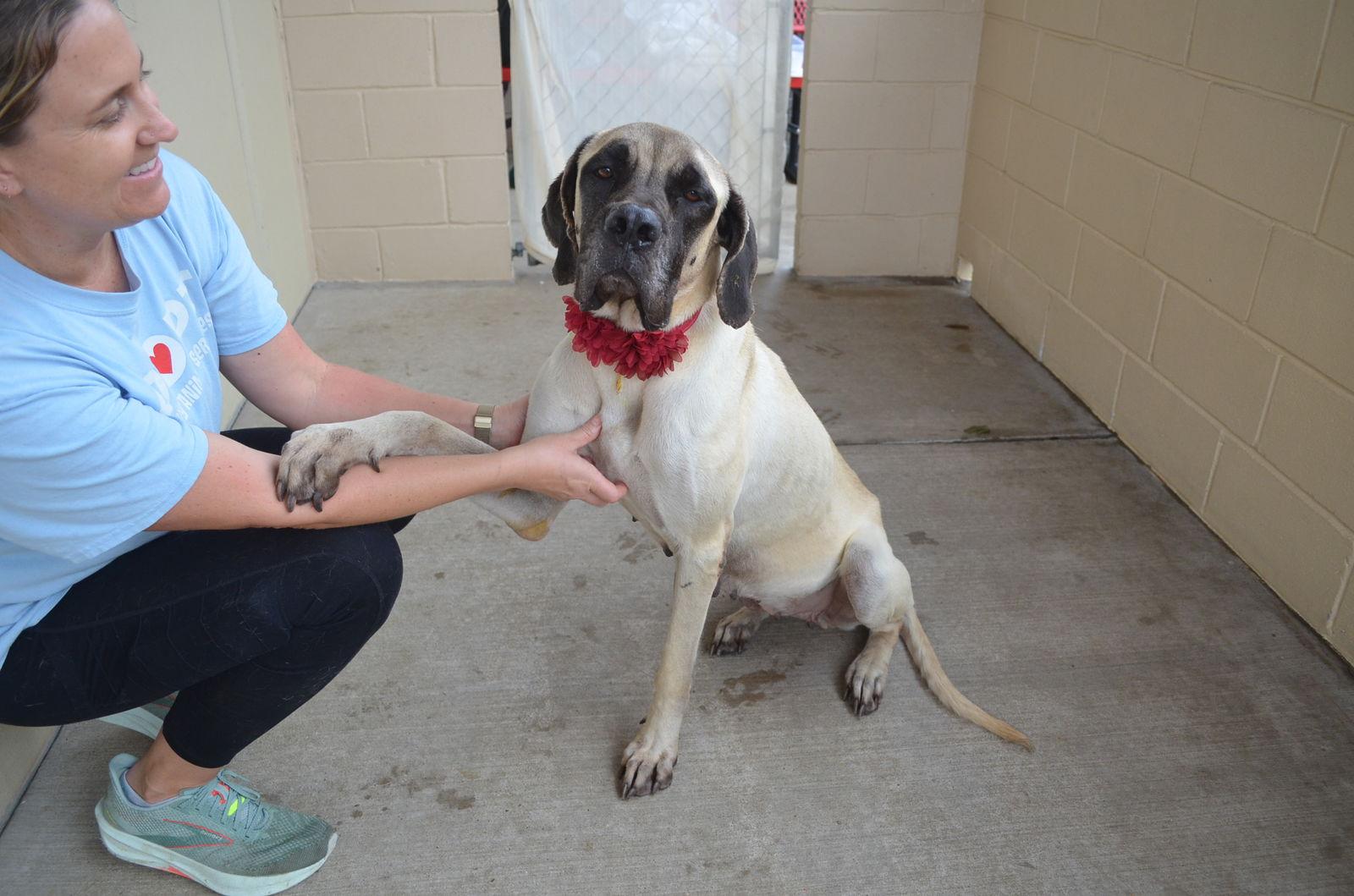 Enlarge Nala, a Adoptable Mastiff in McKinney, TX image 2/3
