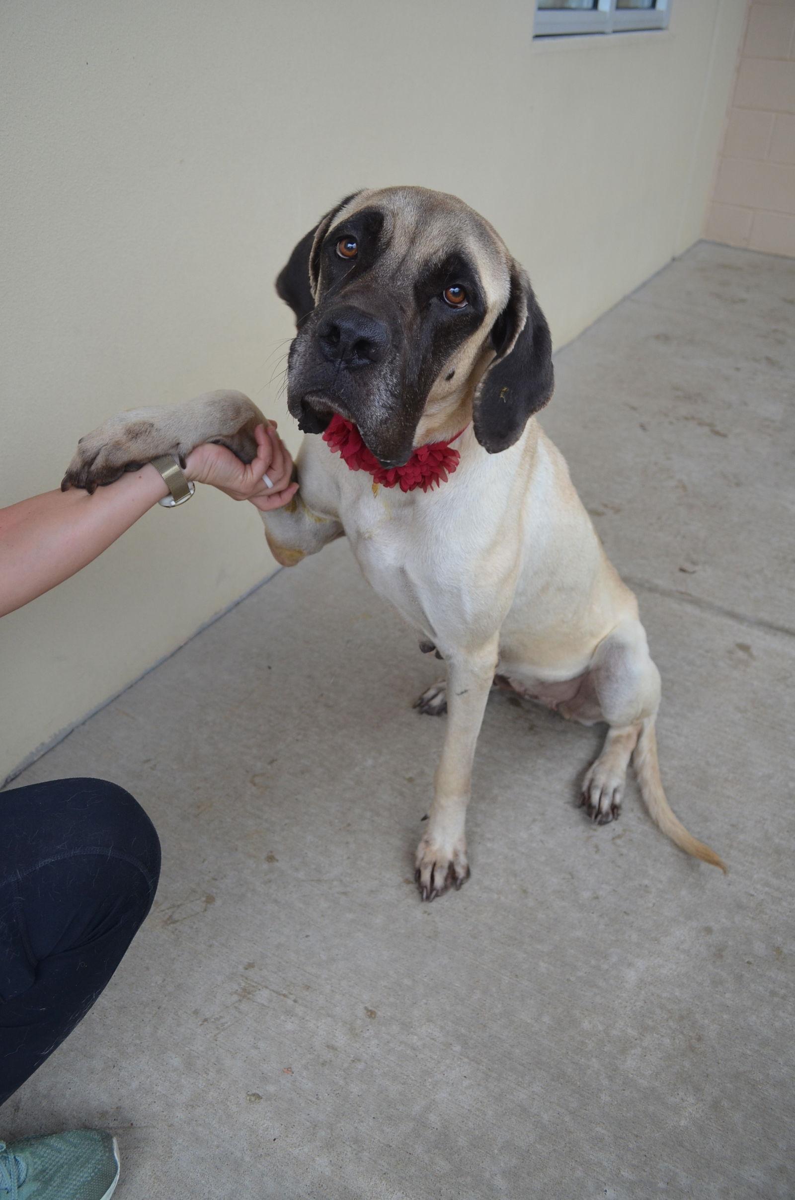 Enlarge Nala, a Adoptable Mastiff in McKinney, TX image 3/3