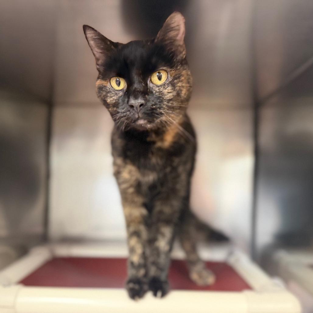 Musya, Adoptable, Senior Female Domestic Short Hair.