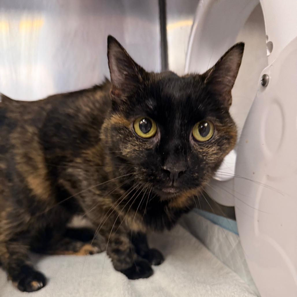 Enlarge Musya, a Adoptable Domestic Short Hair in Conshohocken, PA image 2/6