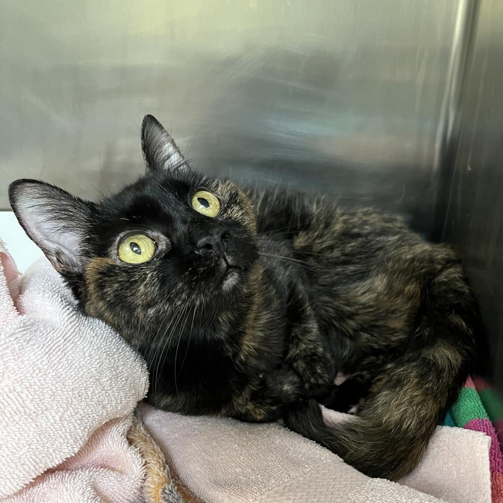 Enlarge Musya, a Adoptable Domestic Short Hair in Conshohocken, PA image 3/6