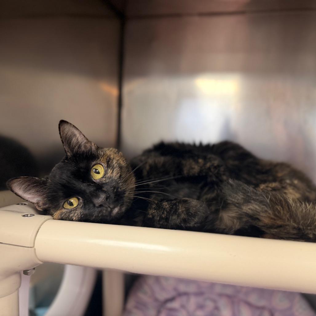Enlarge Musya, a Adoptable Domestic Short Hair in Conshohocken, PA image 4/6