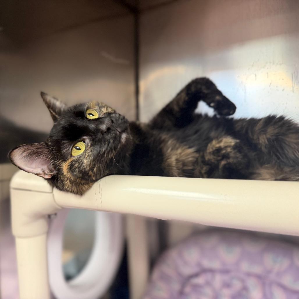 Enlarge Musya, a Adoptable Domestic Short Hair in Conshohocken, PA image 5/6