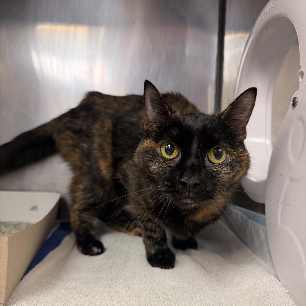 Enlarge Musya, a Adoptable Domestic Short Hair in Conshohocken, PA image 6/6