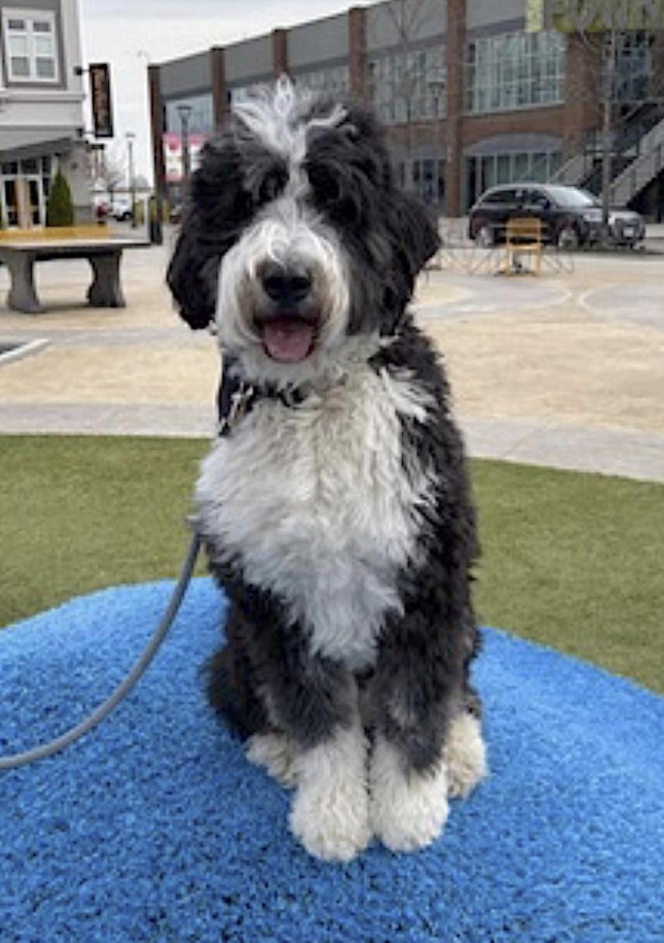 Spencer, an adoptable Bernedoodle in Amherst, MA, 01002 | Photo Image 5