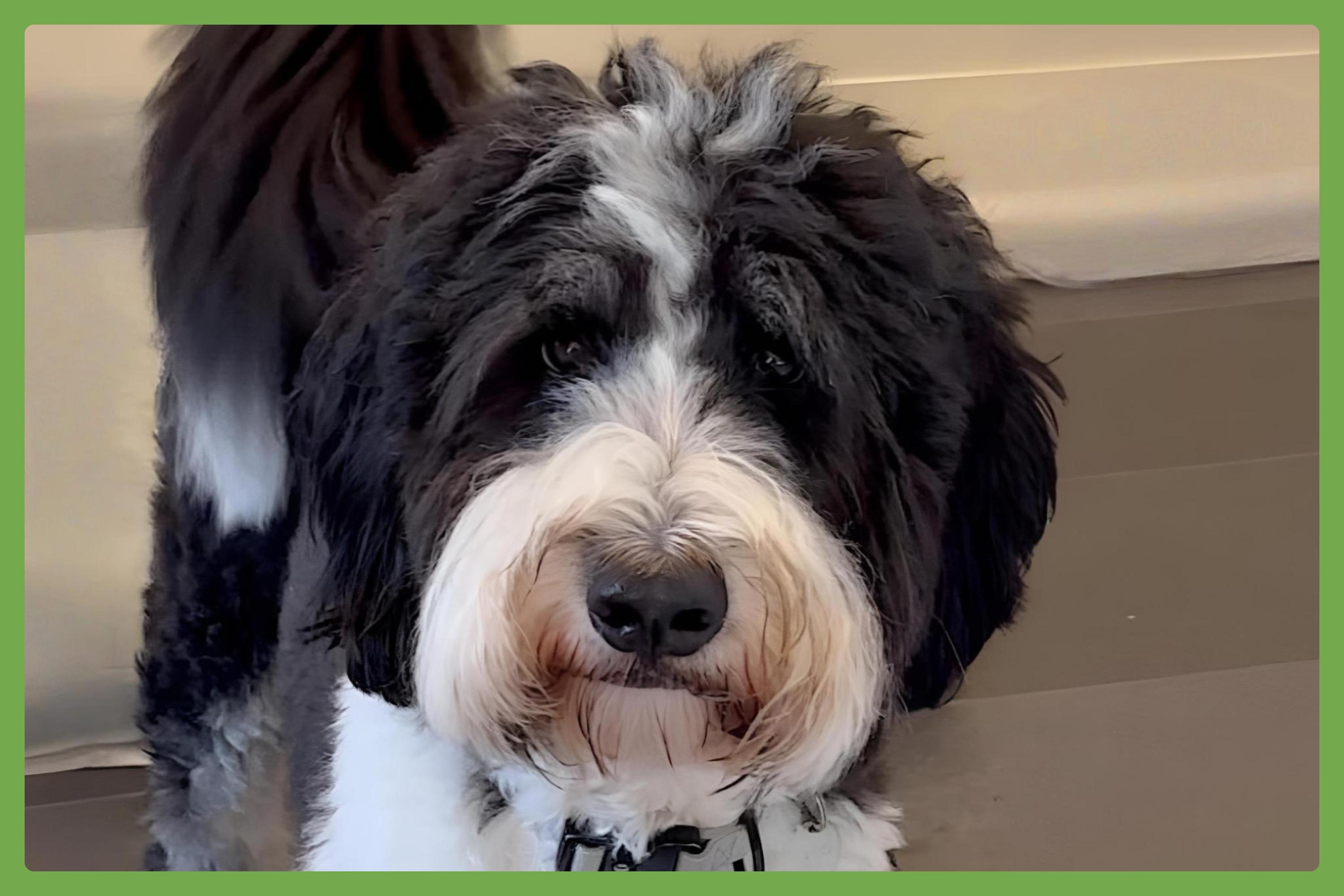 Spencer, an adoptable Bernedoodle in Amherst, MA, 01002 | Photo Image 1