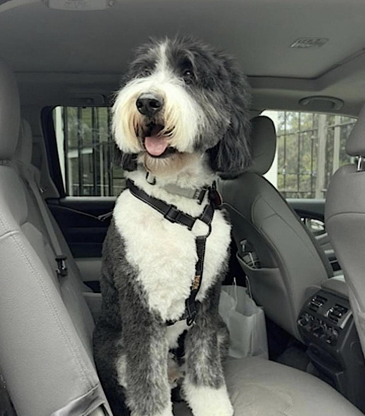 Spencer, an adoptable Bernedoodle in Amherst, MA, 01002 | Photo Image 4