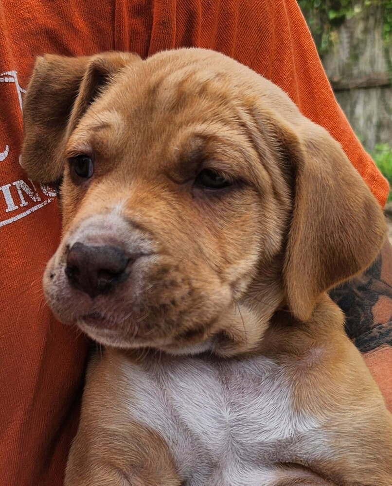 Enlarge Skipetta, a Adoptable mixed breed in Saint Augustine, FL image 1/1