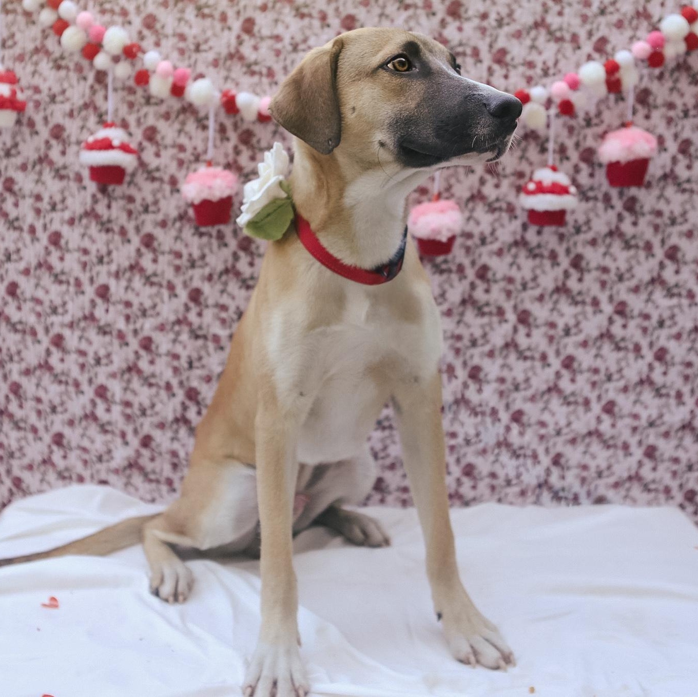 Enlarge Benji, a ADOPTABLE mixed breed in San Juan, PR image 2/6