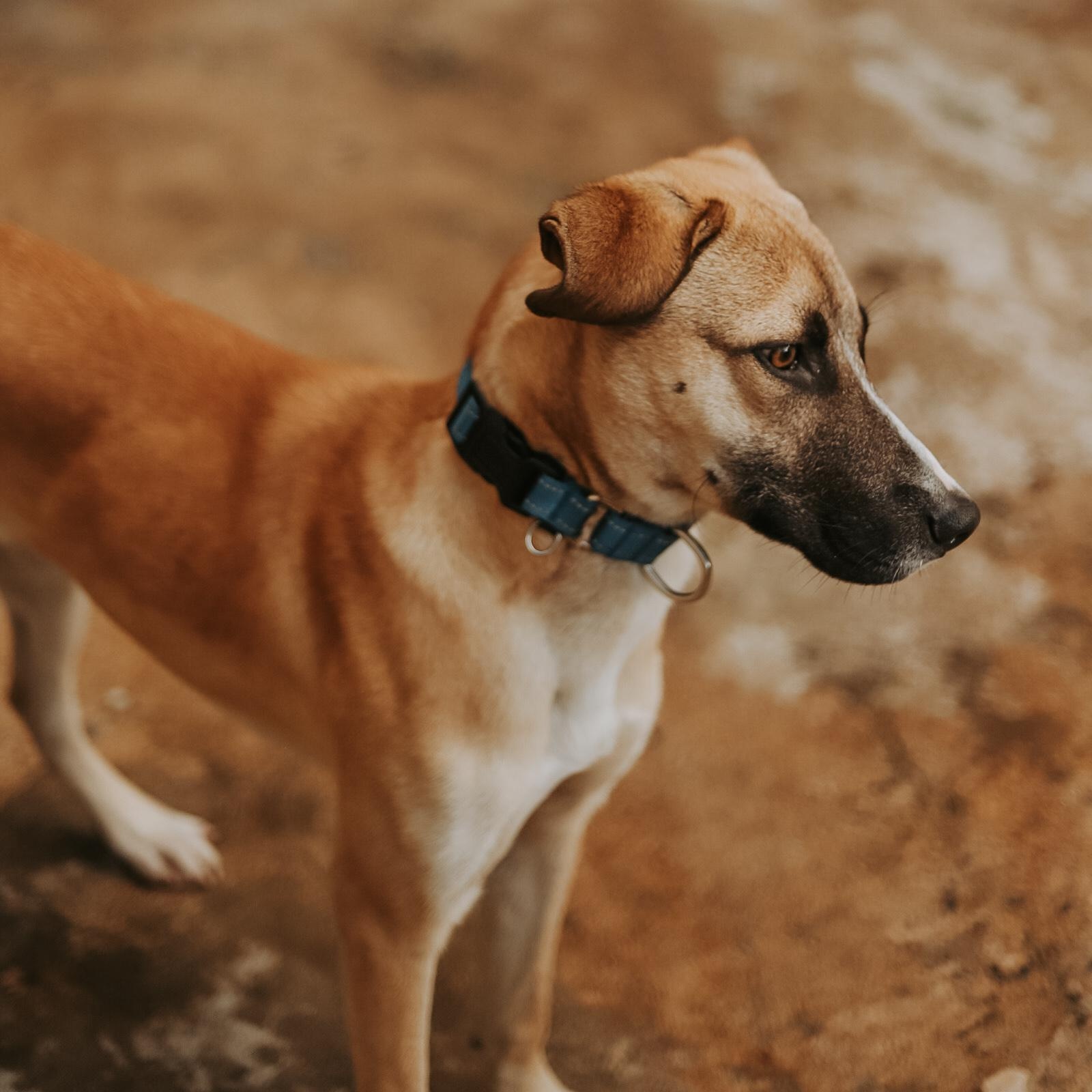 Enlarge Benji, a ADOPTABLE mixed breed in San Juan, PR image 2/4