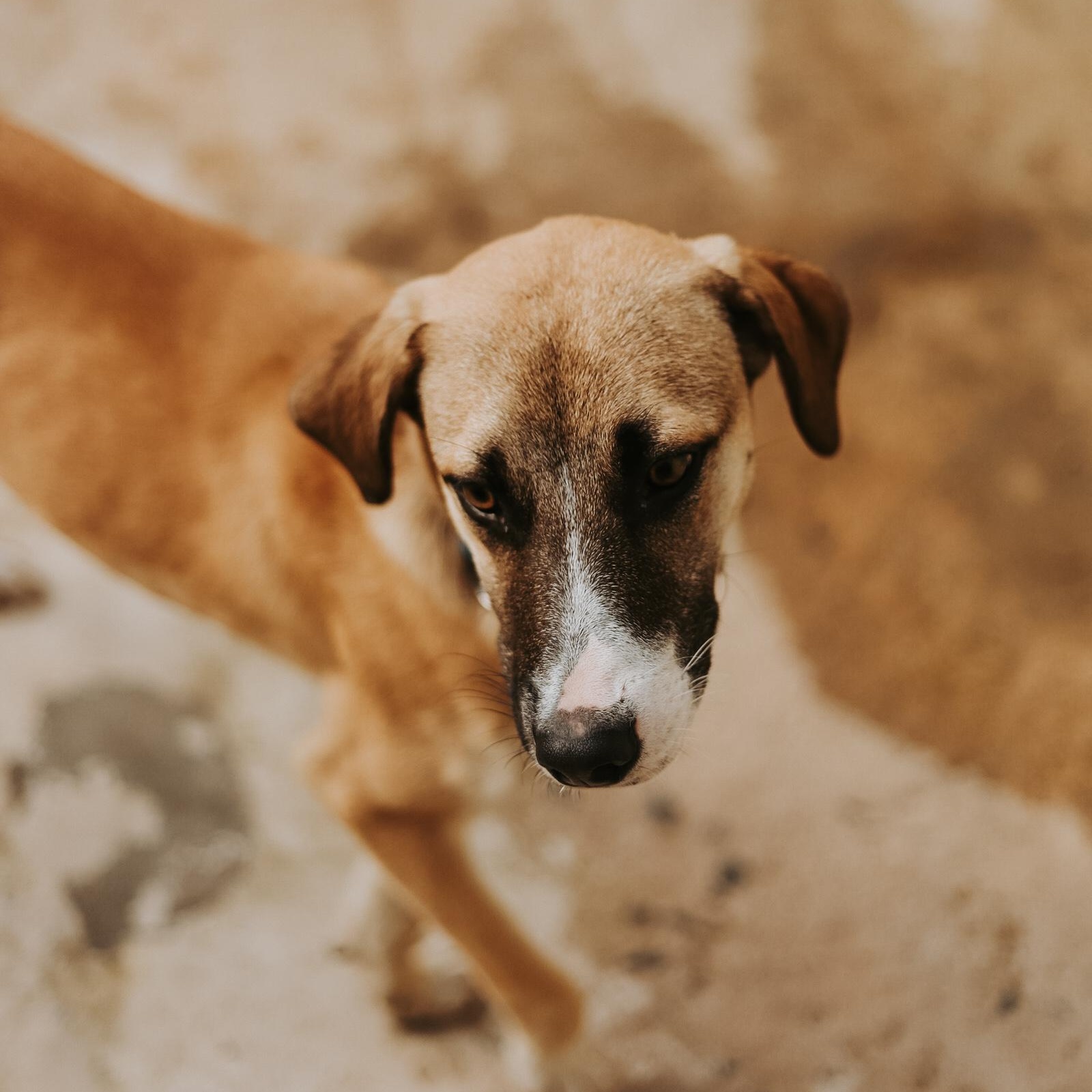 Enlarge Benji, a ADOPTABLE mixed breed in San Juan, PR image 4/4