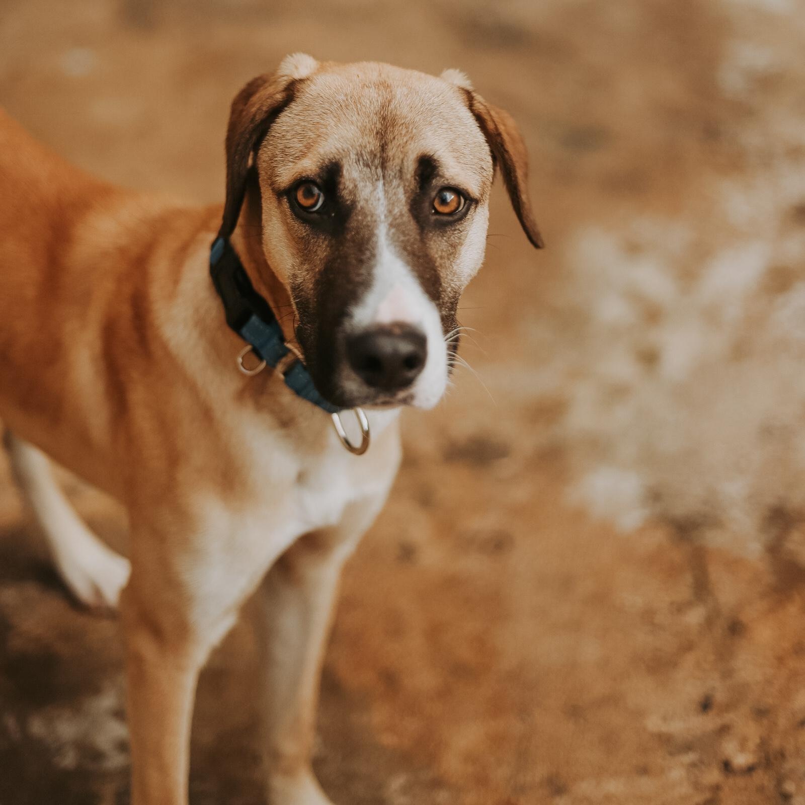 Enlarge Benji, a ADOPTABLE mixed breed in San Juan, PR image 3/4