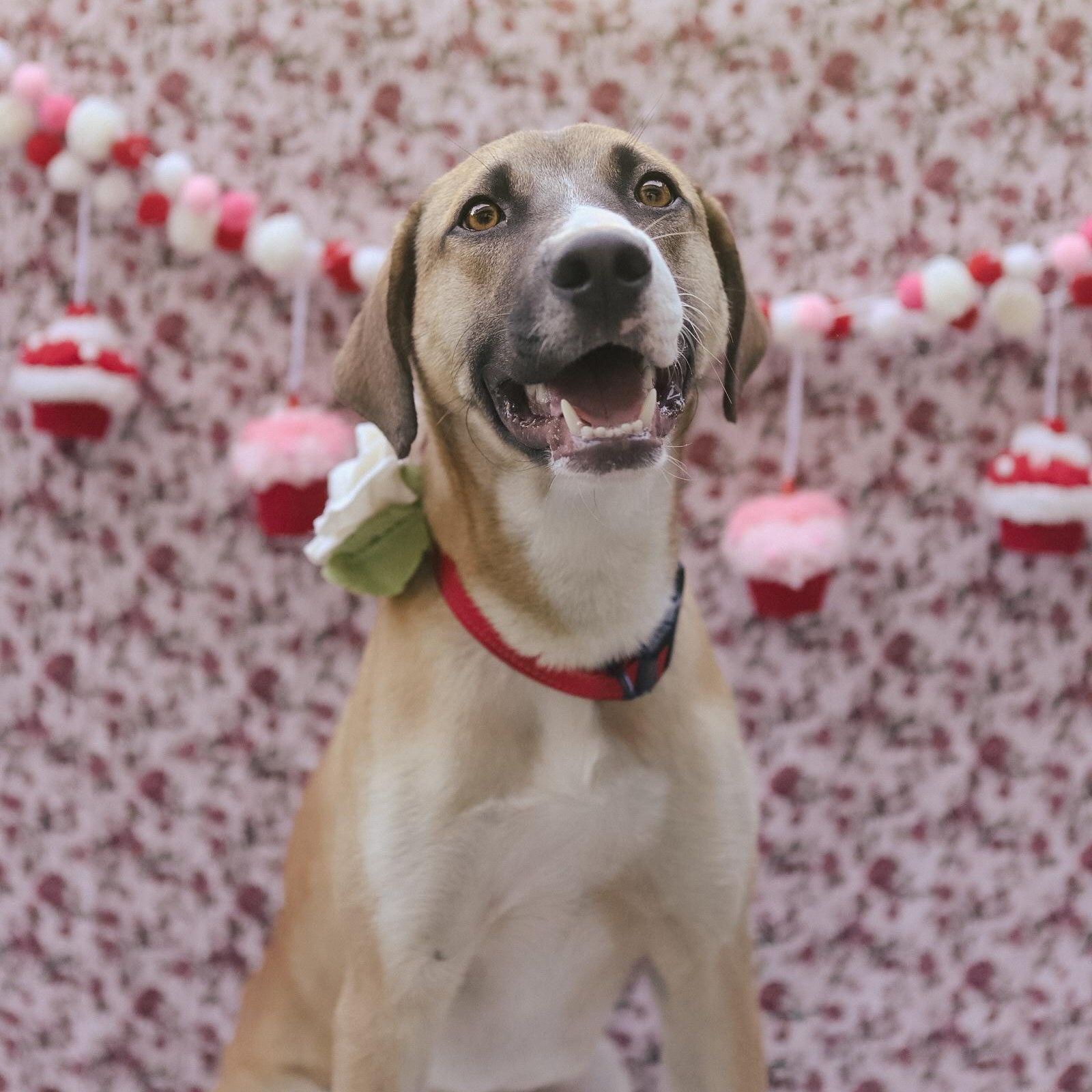 Enlarge Benji, a ADOPTABLE mixed breed in San Juan, PR image 1/6