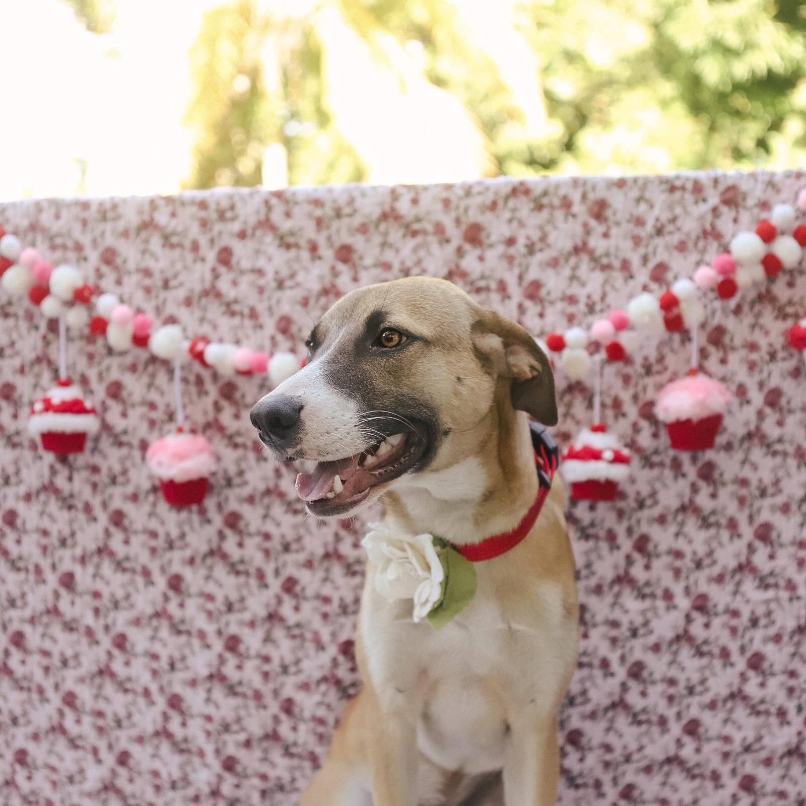 Enlarge Benji, a ADOPTABLE mixed breed in San Juan, PR image 3/6