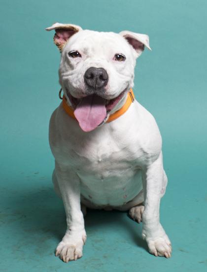 Enlarge Snow, a Adoptable mixed breed in Santa Paula, CA image 1/3