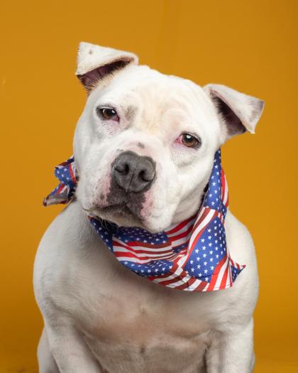 Enlarge Snow, a Adoptable mixed breed in Santa Paula, CA image 2/3