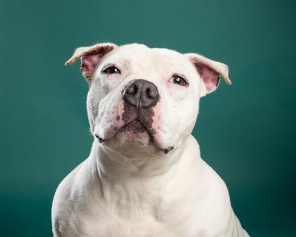 Snow, a Adoptable mixed breed in Santa Paula, CA image 3/3